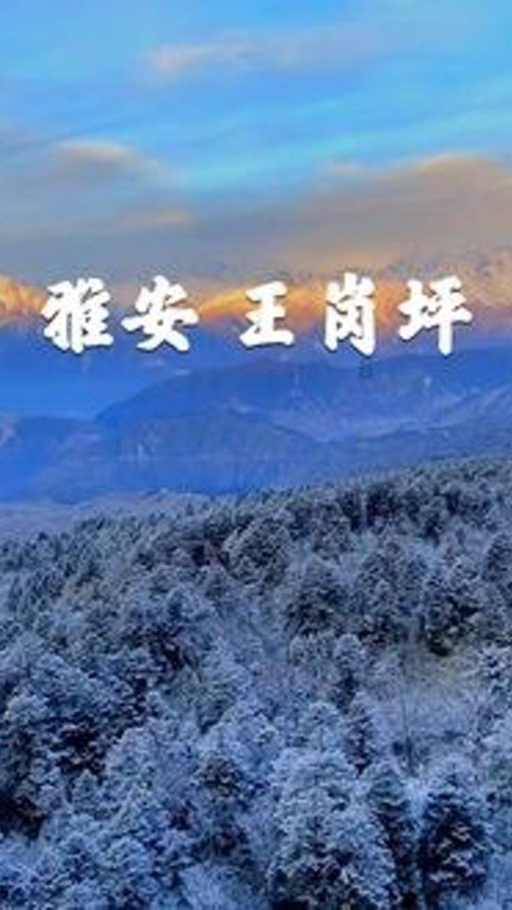萌宠大连接